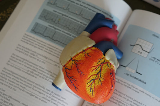 Immune System for Heart Health and Longevity