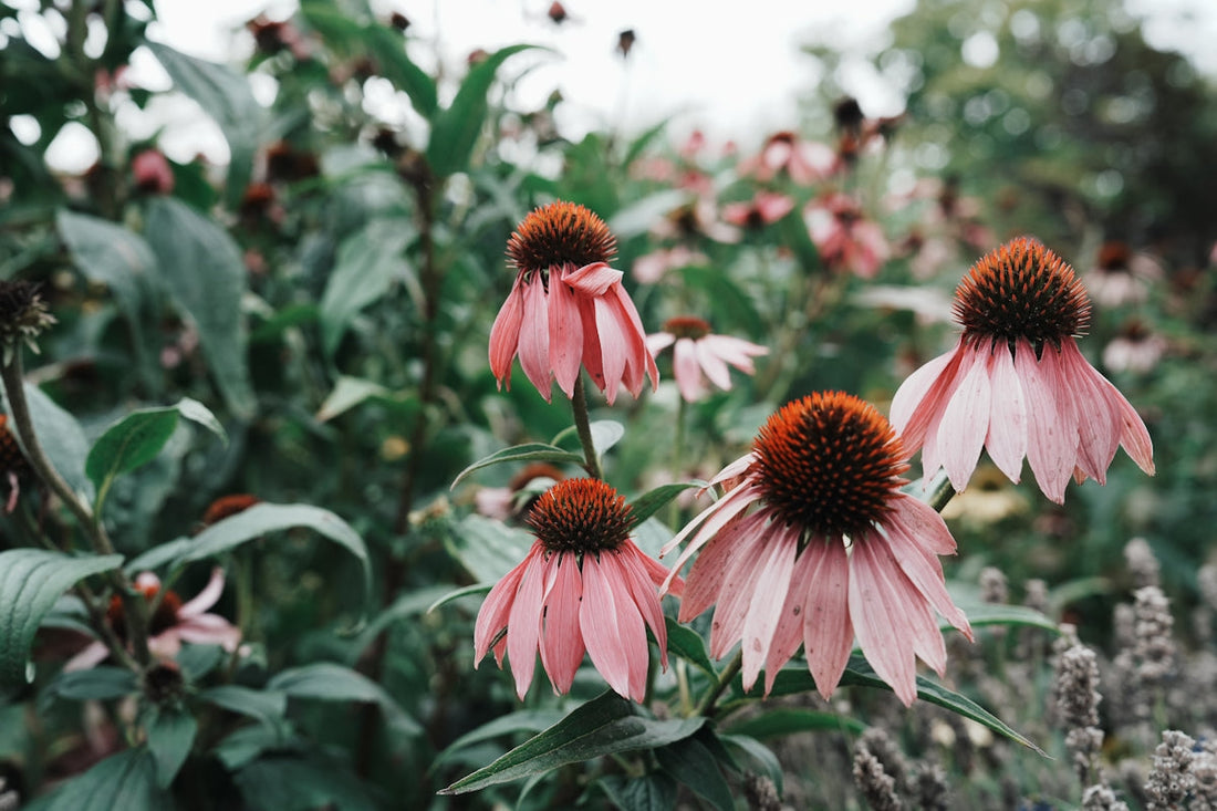 How Natural Immunity Plays a Role in Supporting Longevity
