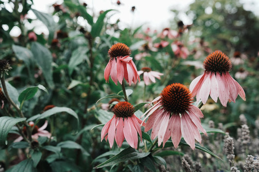 How Natural Immunity Plays a Role in Supporting Longevity